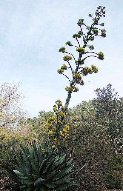 Agave atrovirens