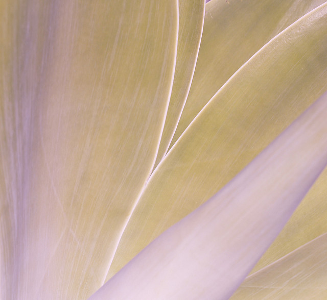 Agave à cou de cygne (Agave attenuata)