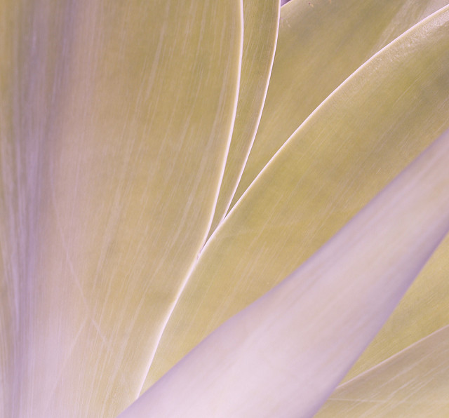 Agave à cou de cygne