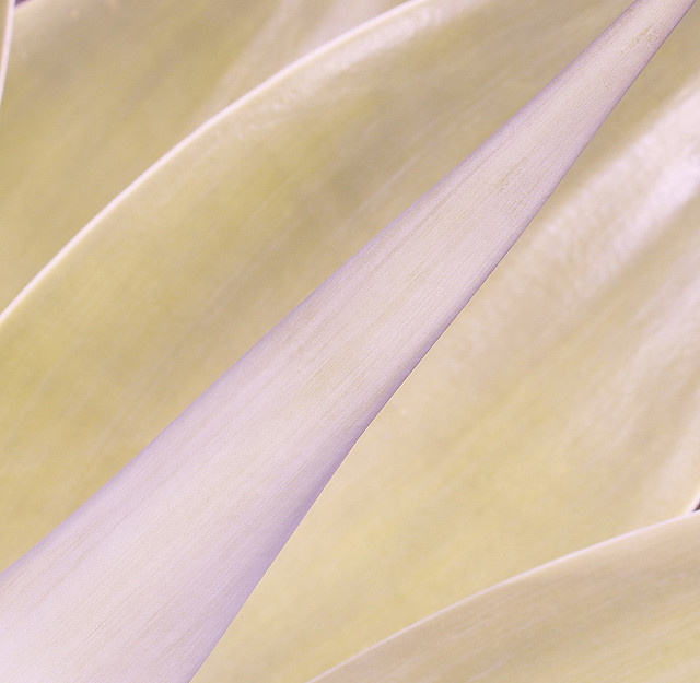 Agave à cou de cygne