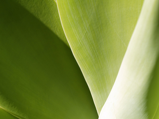 Agave à cou de cygne