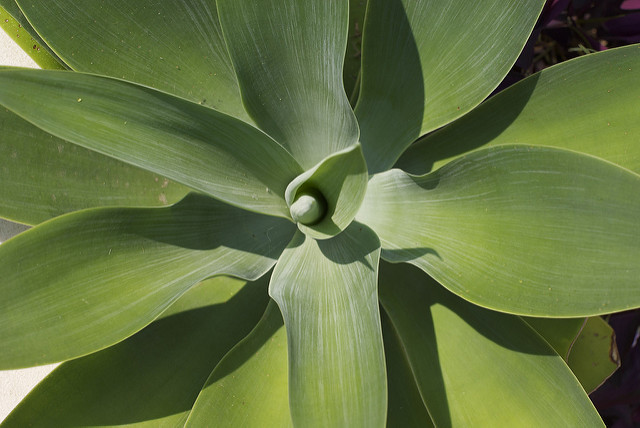Agave à cou de cygne
