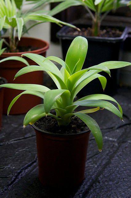 Agave à cou de cygne