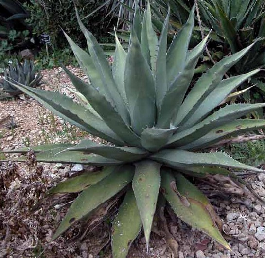 Agave avellanidens