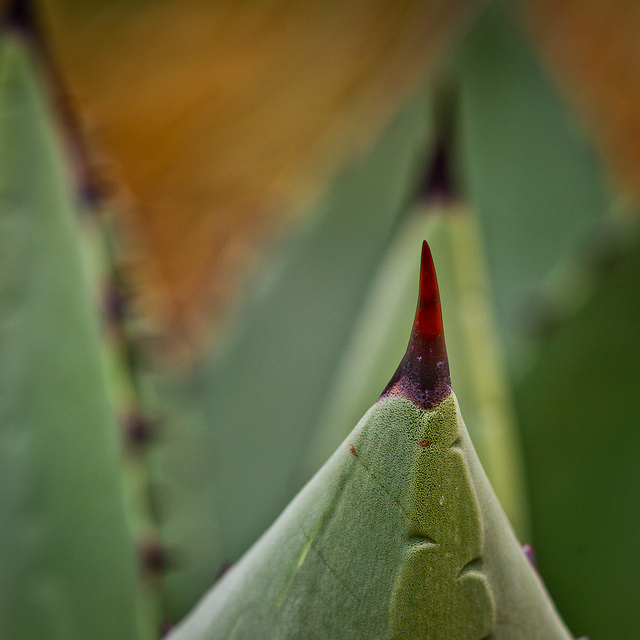Agave avellanidens