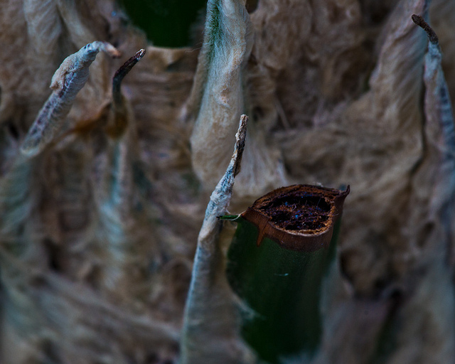 Agave avellanidens (Agave avellanidens)