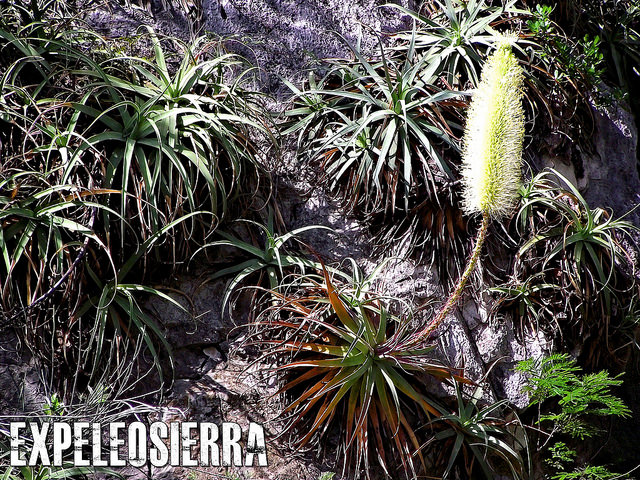 Agave bracteosa