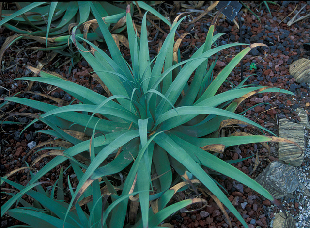 Agave bracteosa