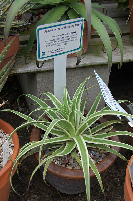Agave bracteosa