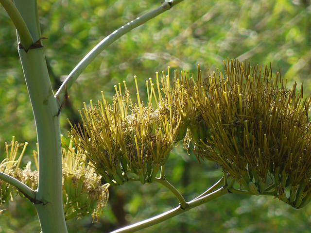 Agave cantala (Agave cantala)