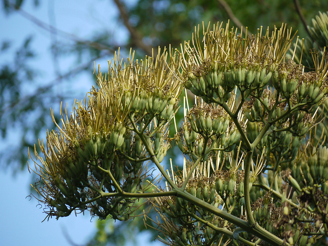 Agave cantala