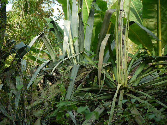 Agave cantala