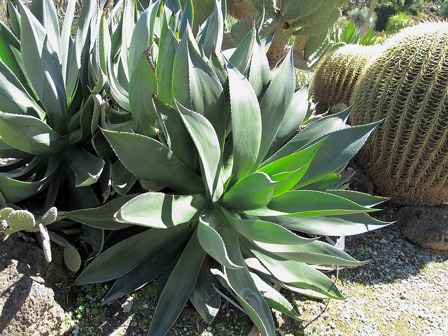 Agave chiapensis