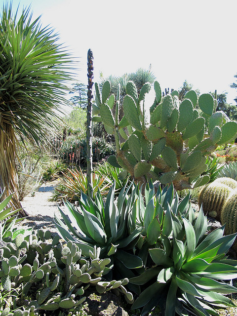 Agave chiapensis