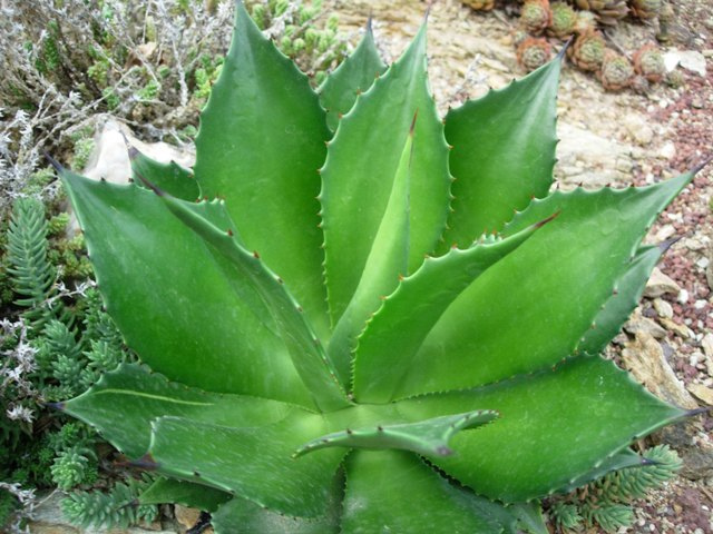 Agave chiapensis (Agave chiapensis)