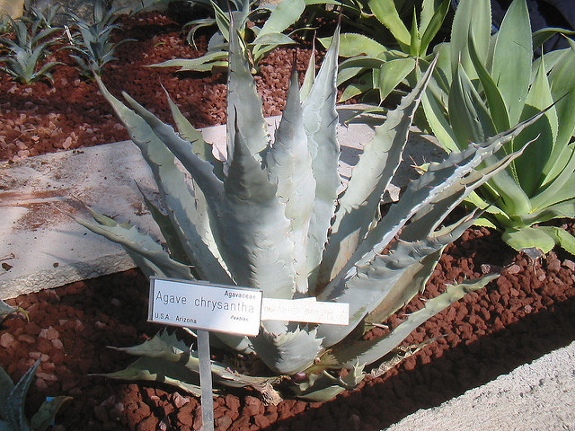 Agave chrysantha