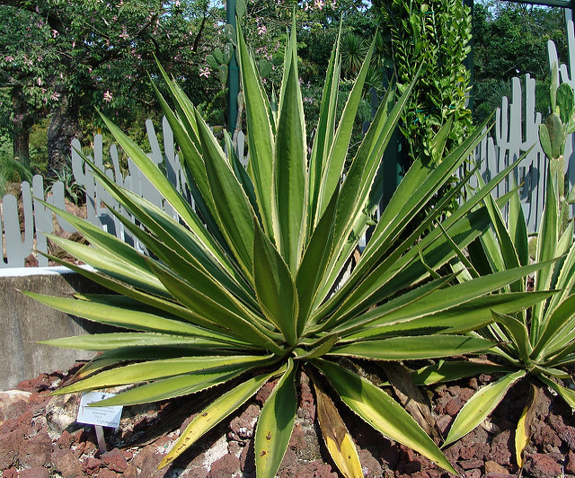 Agave chrysantha