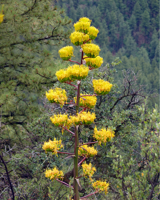 Agave chrysantha