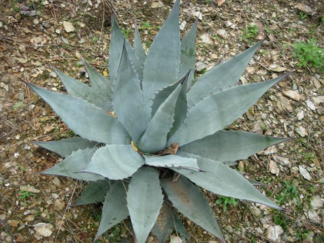 Agave chrysantha (Agave chrysantha)