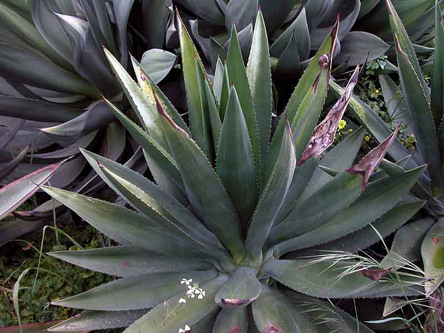 Agave decipiens (Agave decipiens)