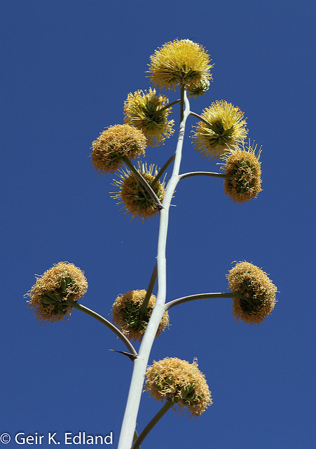 Agave deserti