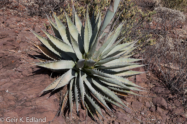 Agave deserti