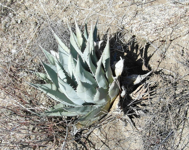 Agave deserti