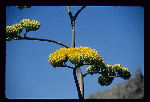 Agave deserti