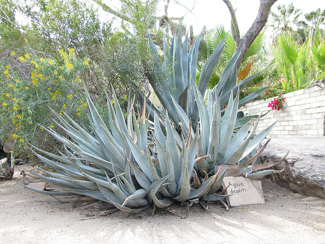 Agave deserti