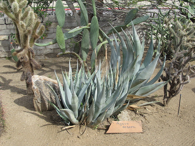 Agave deserti