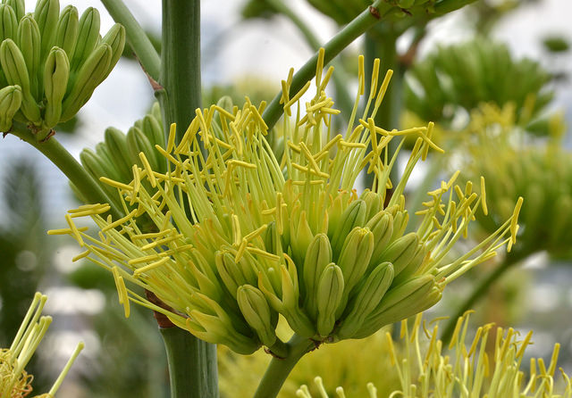 Agave desmettiana (Agave desmettiana)