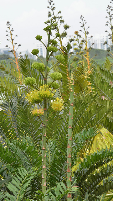 Agave desmettiana