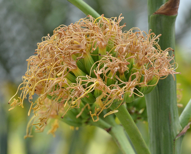 Agave desmettiana