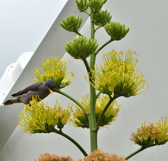 Agave desmettiana