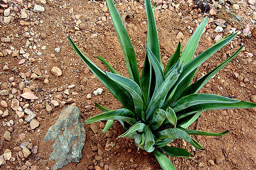 Agave desmettiana