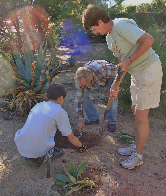 Agave desmettiana