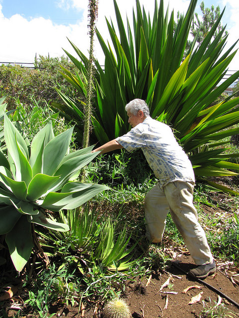 Agave filifera