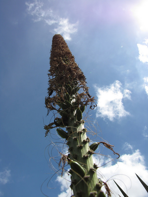 Agave filifera
