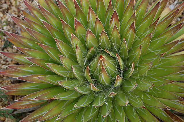 Agave filifera