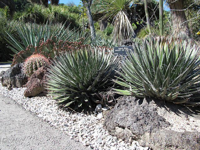 Agave filifera (Agave filifera)