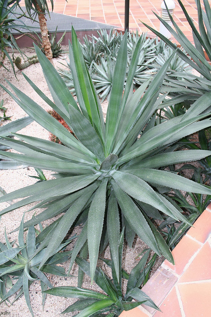 Sisal blanc