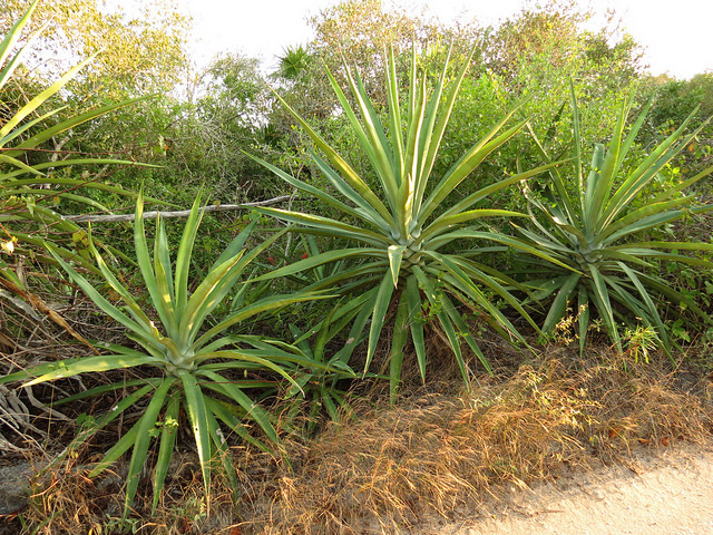 Sisal blanc