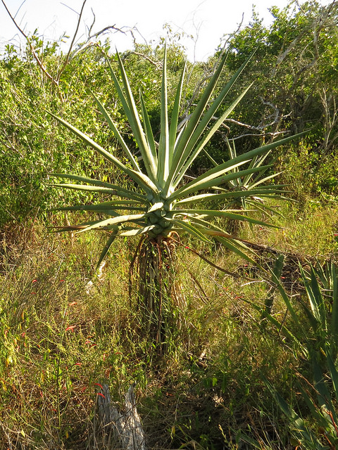 Sisal blanc