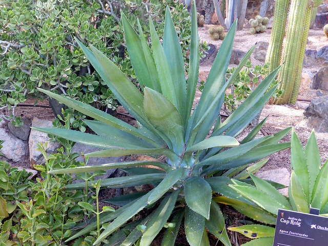 Sisal blanc (Agave fourcroydes)