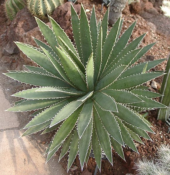 Agave funkiana (Agave funkiana)