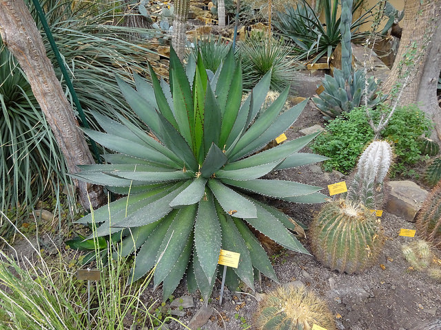 Agave ghiesbreghtii (Agave ghiesbreghtii)
