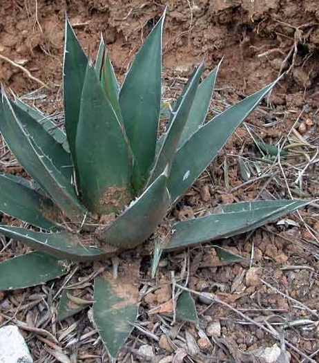 Agave ghiesbreghtii
