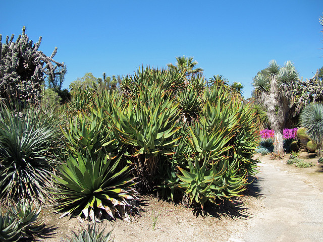 Agave horrida (Agave horrida)