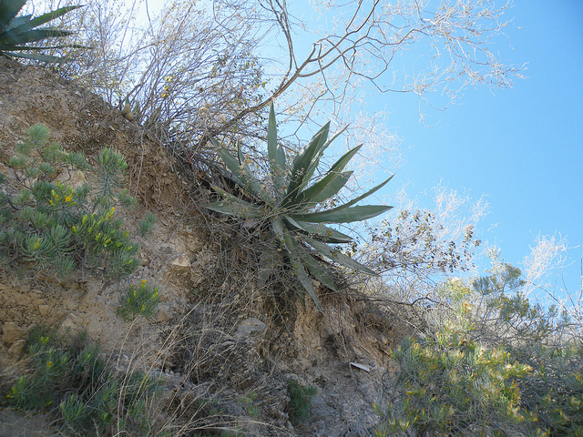 Agave horrida