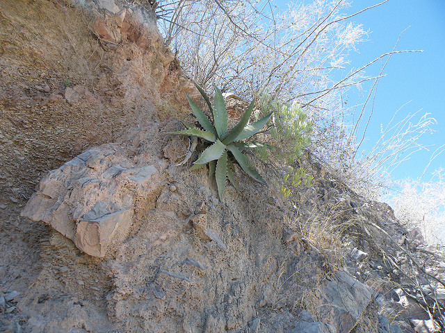 Agave horrida